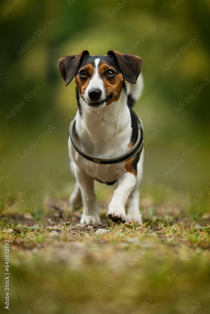 Terrier dog walks in a meadow
