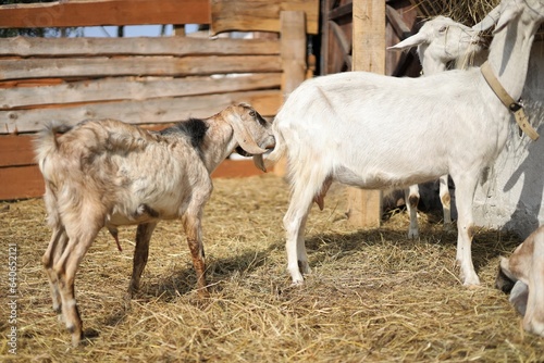 Nubian goats on a walk during the day  private farm