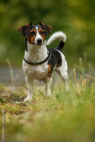 Terrier dog standing in a meadow