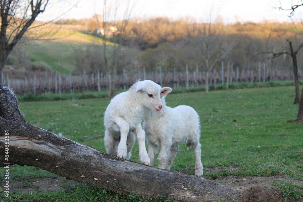 Obraz premium Agneaux 2