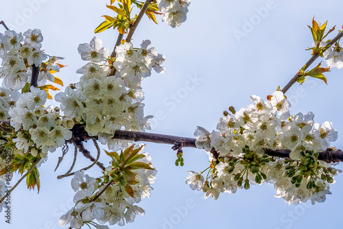 The beautiful white blossom of the sweet cherry in the Betuwe, the Netherlands photo
