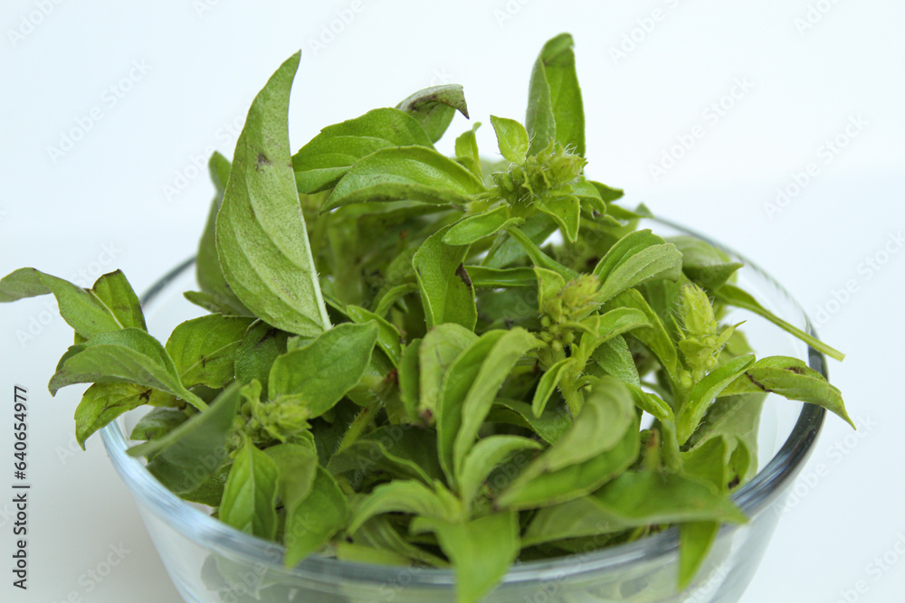 Ocimum africanum leaves, called as Daun Kemangi in Indonesia. Eaten raw as a food condiment. Isolated on white background Ocimum africanum leaves, called as Daun Kemangi in Indonesia. Eaten raw as a food condiment. Isolated on white background