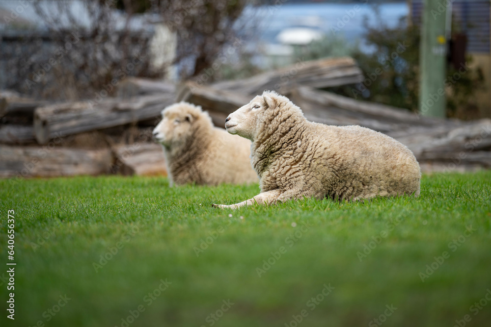 woolly Sheep in a meadow on a farm
