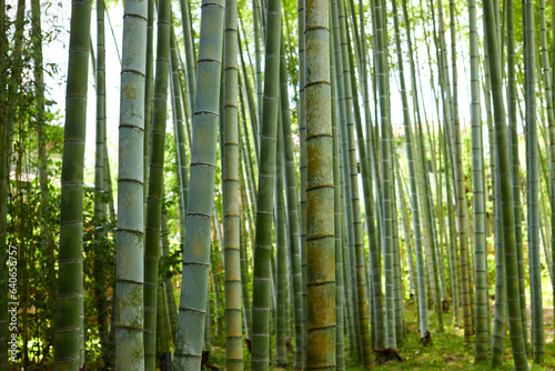 夏の修善寺の竹林小道の竹の風景