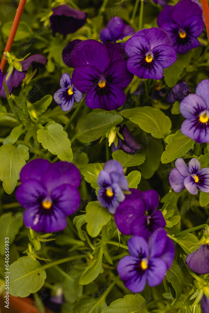 Flores com folhas roxas na cidade de Holambra, Estado de São Paulo, Brasil Flores com folhas roxas na cidade de Holambra, Estado de São Paulo, Brasil