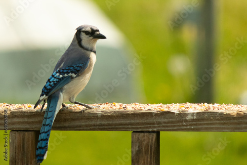 Fotografia This beautiful blue jay was seen here almost posing for the picture