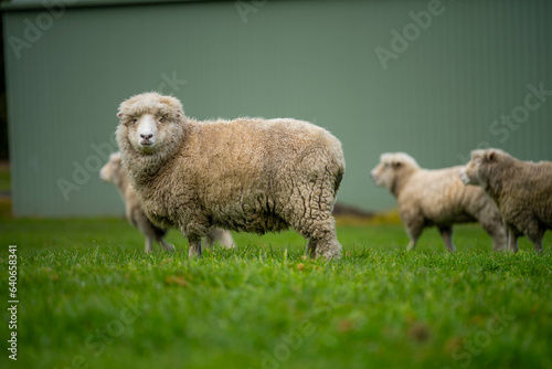 flock of sheep under gum trees in summer on a regenerative agricultural farm in New Zealand. Stud Merino sheep