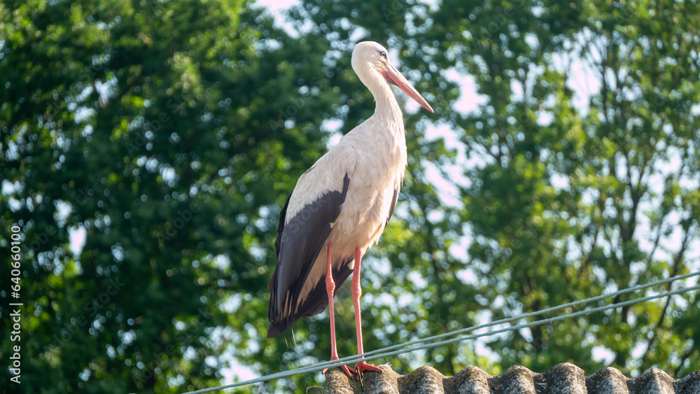 Fototapeta premium white stork ciconia