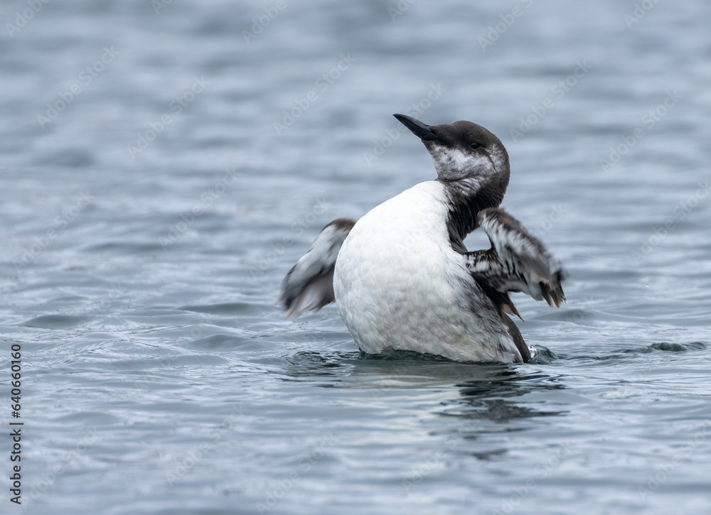 Fototapeta premium Juvenile guillemot seabird breeding itself in the blue ocean