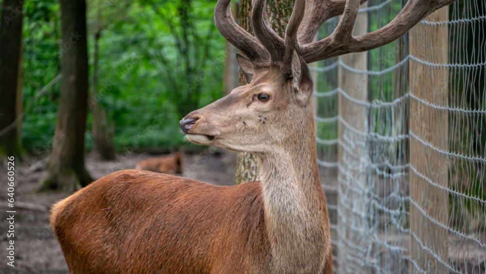 Obraz premium deer in the woods