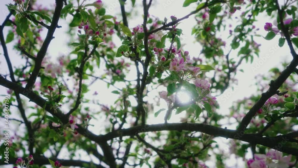Close-up of a blossoming almond tree in spring Close-up of a blossoming almond tree in spring