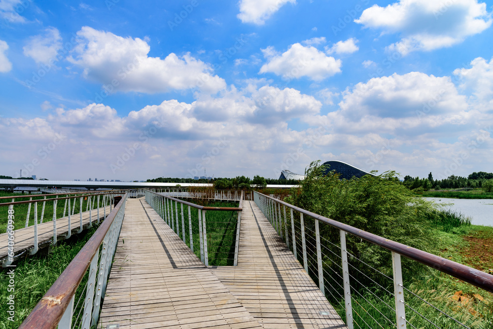 Wooden walkway in the park with blue sky and white clouds. Landscape of Harbin Cultural Center Wetland Park. 