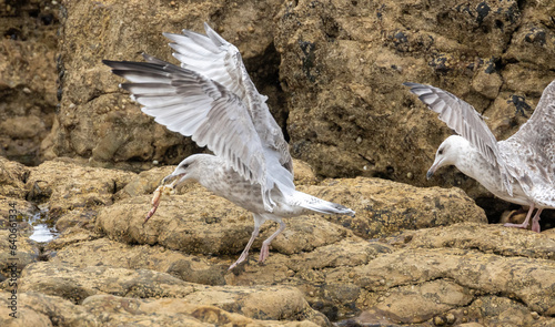 Herring gull seabirds with crab on the rocks of the shore line