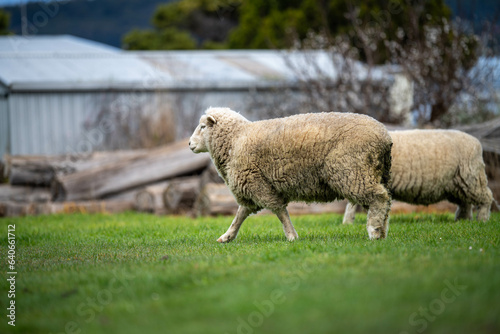 sheep eating grass in a paddock on a farm