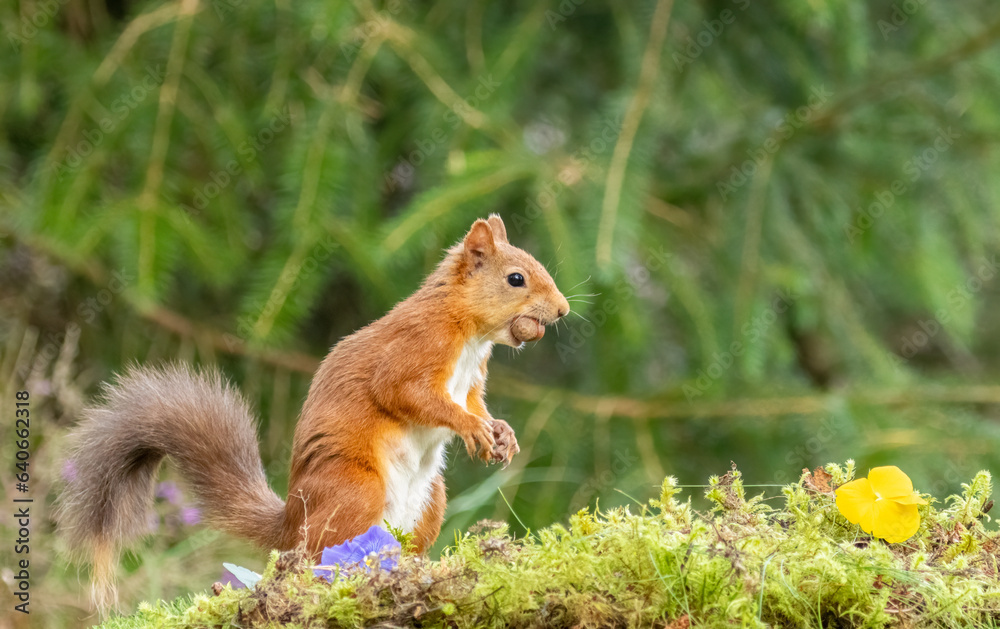 Cute scottish red squirrel with nut in the woodland Cute scottish red squirrel with nut in the woodland
