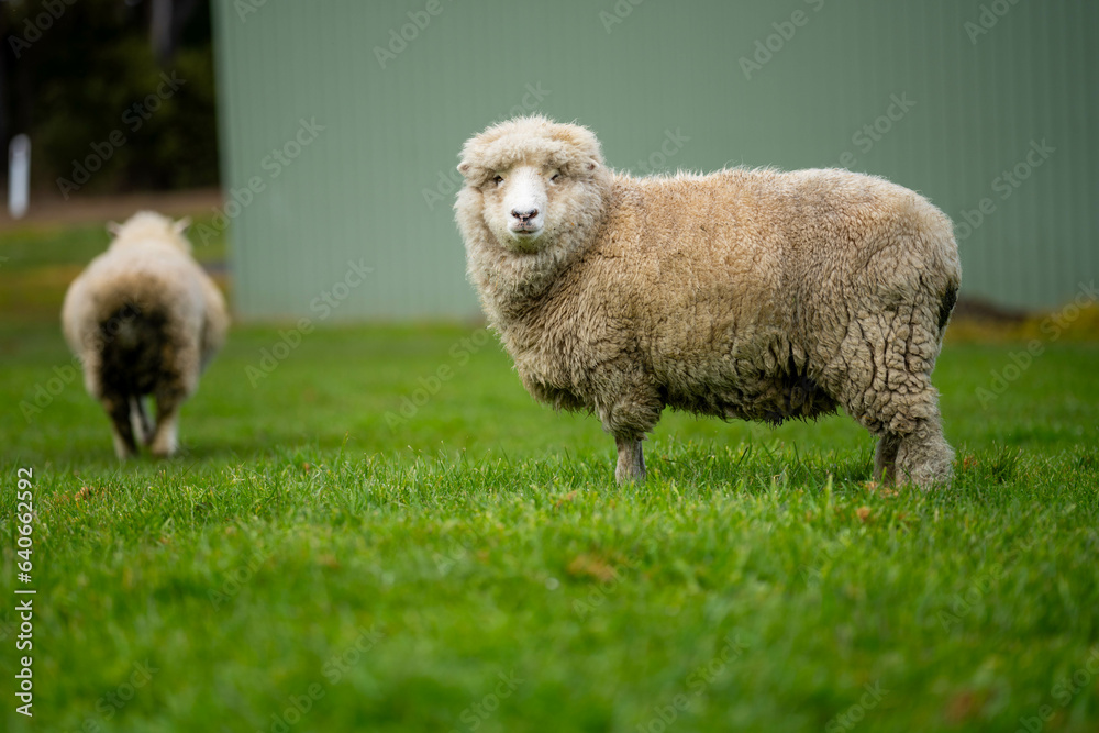 flock of sheep under gum trees in summer on a regenerative agricultural farm in New Zealand. Stud Merino sheep flock of sheep under gum trees in summer on a regenerative agricultural farm in New Zealand. Stud Merino sheep