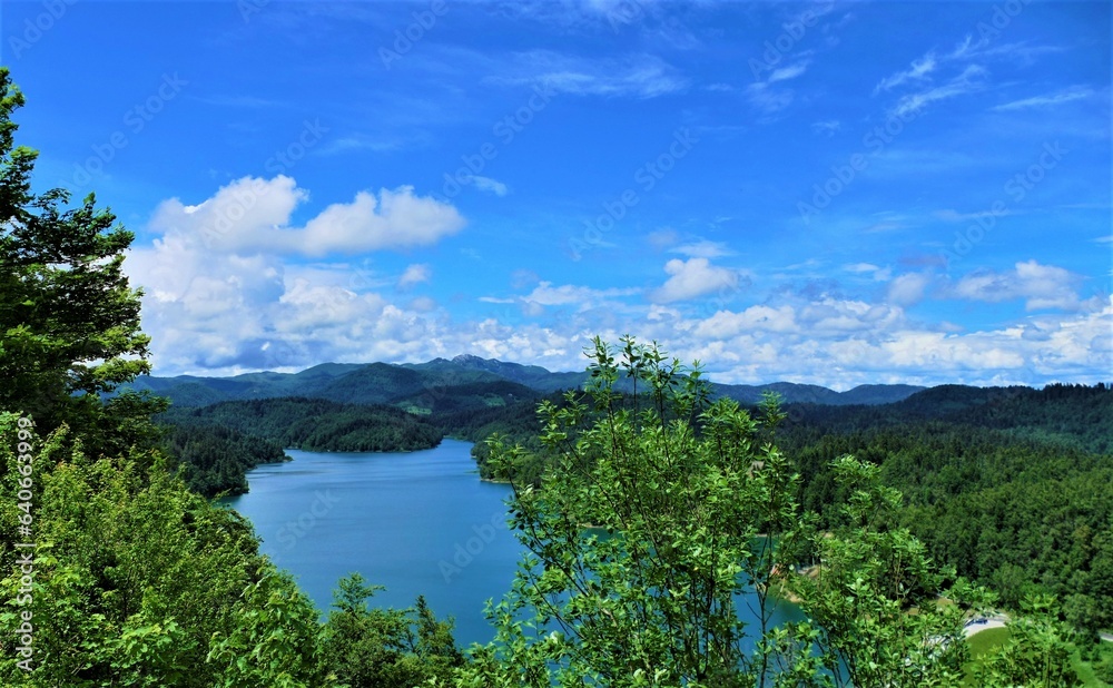 Green forest in nature and lake scenery