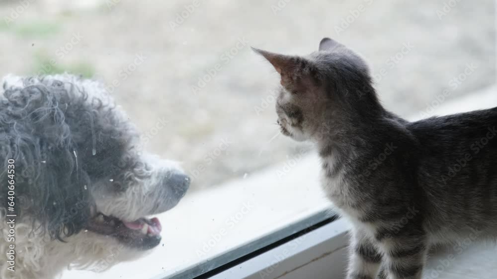 cat is looking a dog outside the window, cat and dog living together, slow motion cat is looking a dog outside the window, cat and dog living together, slow motion