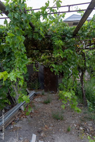a grape garden in a home backyard with a huge size