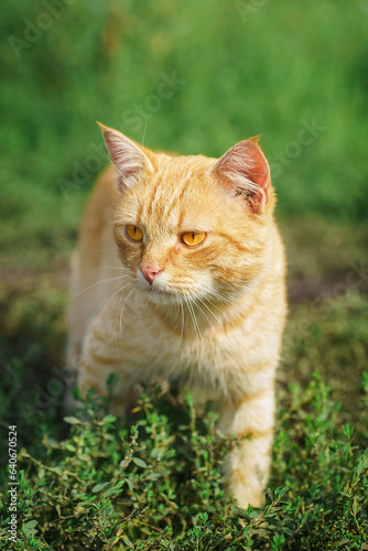 red Cat with kind green, blue eyes, Little red kitten. Portrait cute red ginger kitten....