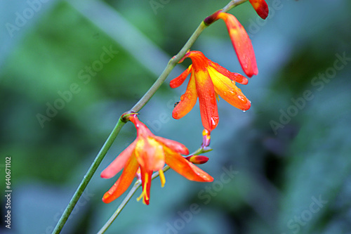 Montbretia (Crocosmia masoniorum) flowers