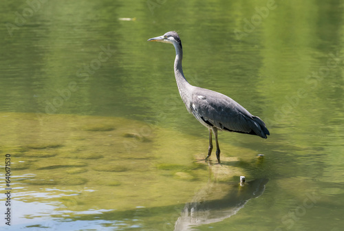 heron standing in pond waters at urban park, Stuttagrt, Germany
