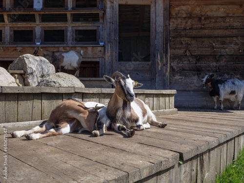 Little Goats in Their Own Natural Habitat Near a Wooden Fence