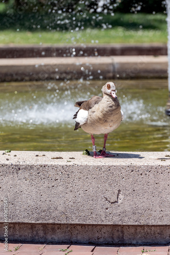 Egyptian goose on fountain edge at urban park, Stuttagrt, Germany photo