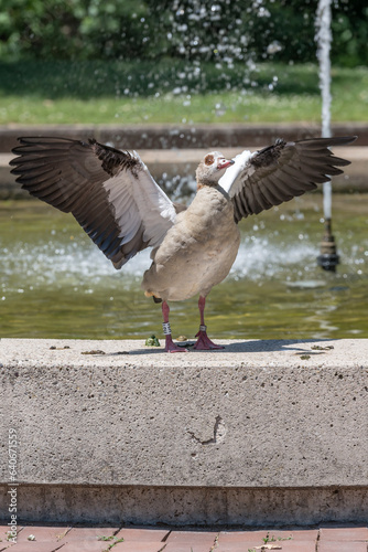 Egyptian goose spreading wings on fountain edge at urban park, Stuttagrt, Germany