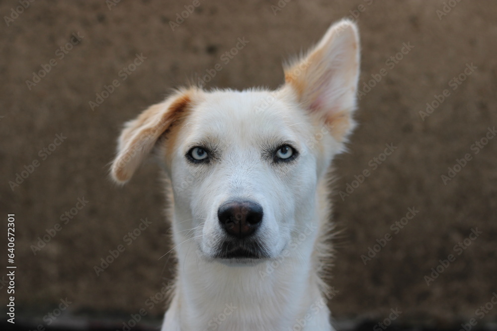 portrait of a young female dog with blue eyes adopted from shelter portrait of a young female dog with blue eyes adopted from shelter