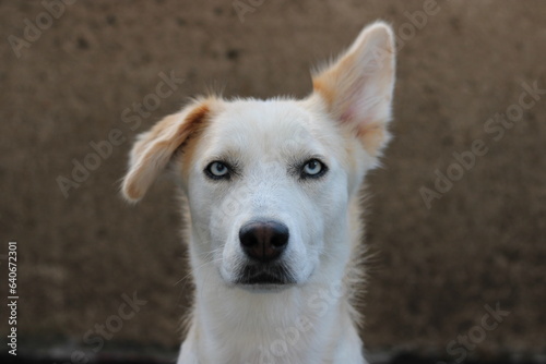 portrait of a young female dog with blue eyes adopted from shelter