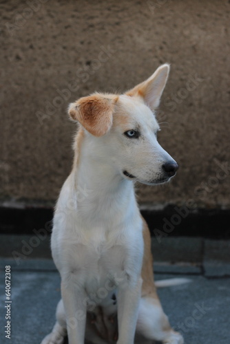 portrait of a young female dog with blue eyes adopted from shelter