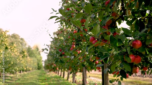 Apple orchard with ripe apples, harvest time. Video