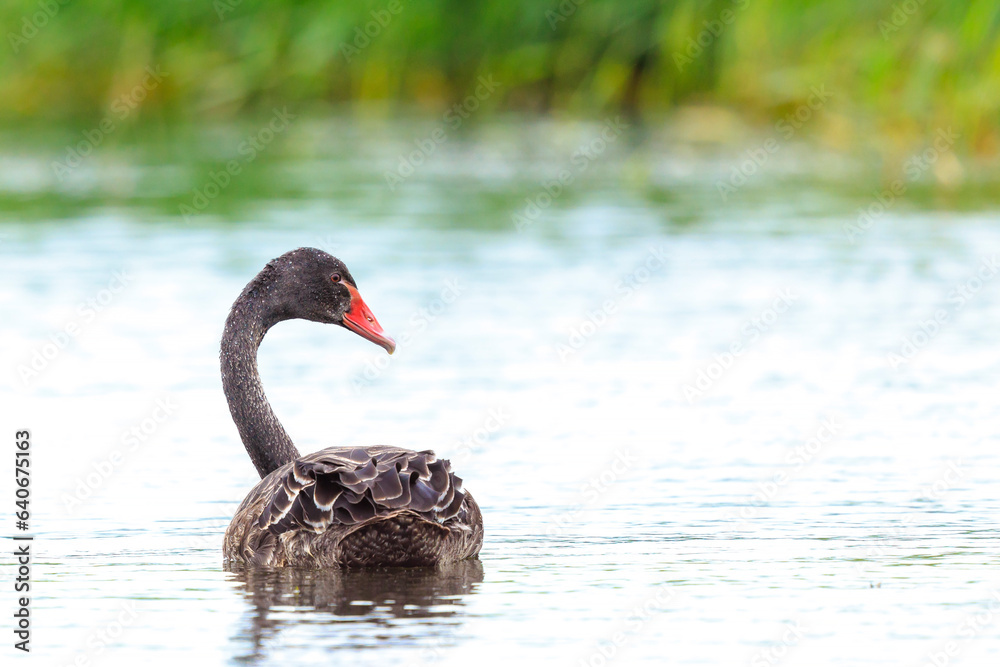 Obraz premium Black swan, Cygnus atratus, swimming