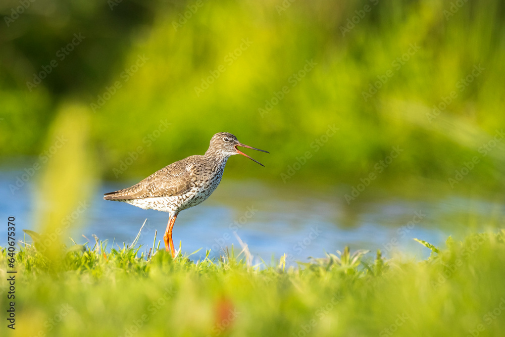 Fototapeta premium common redshank tringa totanus wader bird in farmland