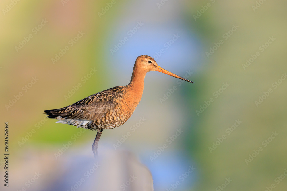 Black-tailed godwit Limosa Limosa perched on a pole Black-tailed godwit Limosa Limosa perched on a pole