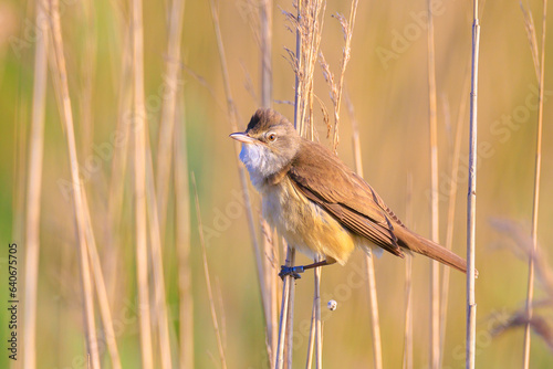 Close up of a great reed warbler, acrocephalus arundinaceus, bird singing in reeds photo