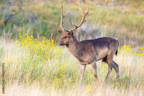 Fallow deer  Dama Dama  grazing in a field