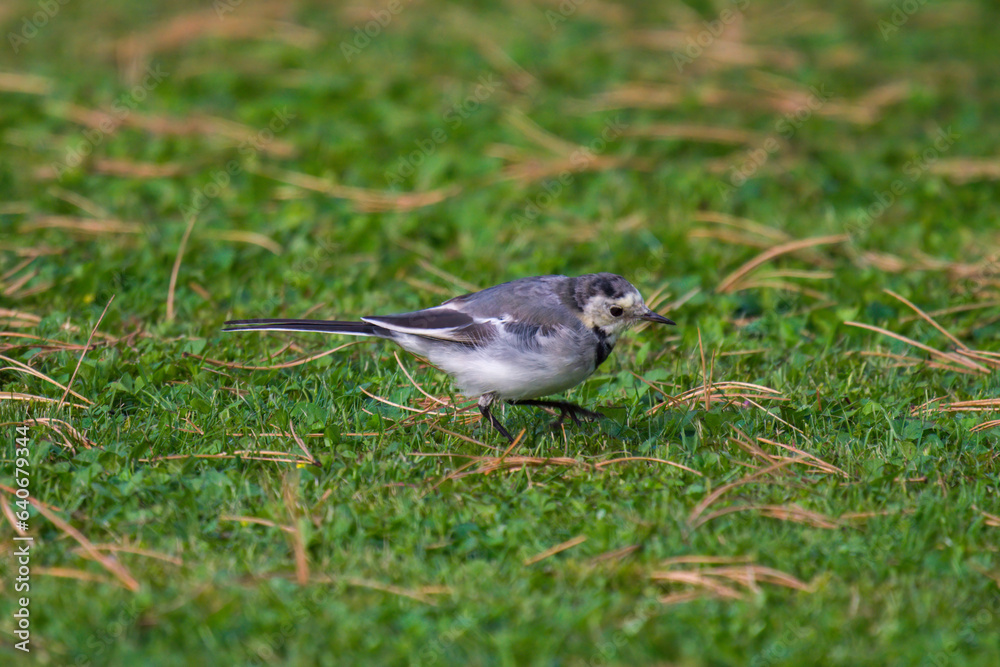 a wagtail, motacilla alba, is looking for food on the green lawn in the garden a wagtail, motacilla alba, is looking for food on the green lawn in the garden