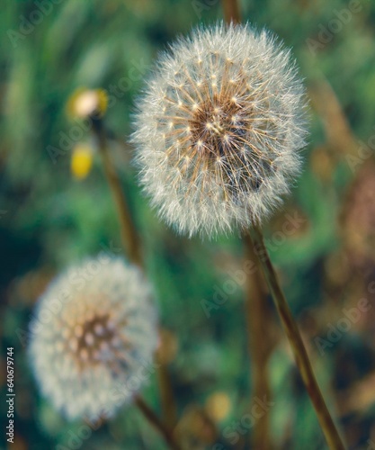 dandelions