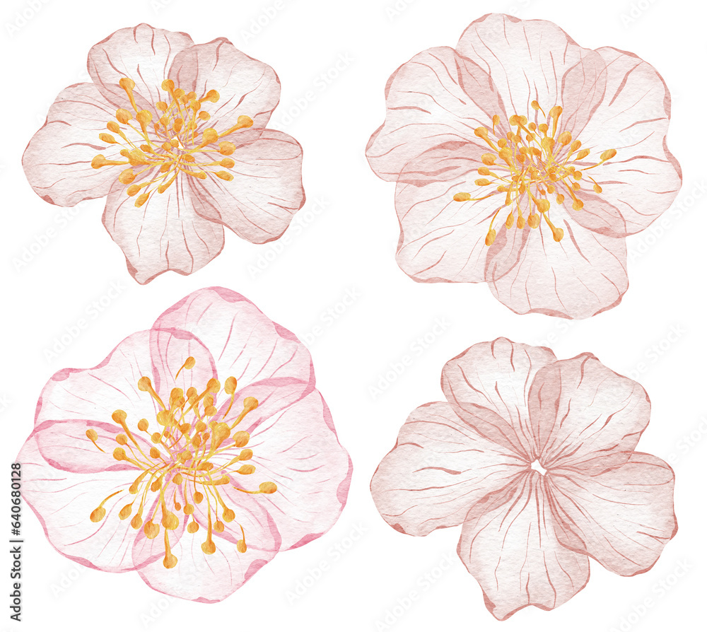 Watercolor Transparent floral set isolated on white collection of roses in pastel pink botanical illustration wedding design