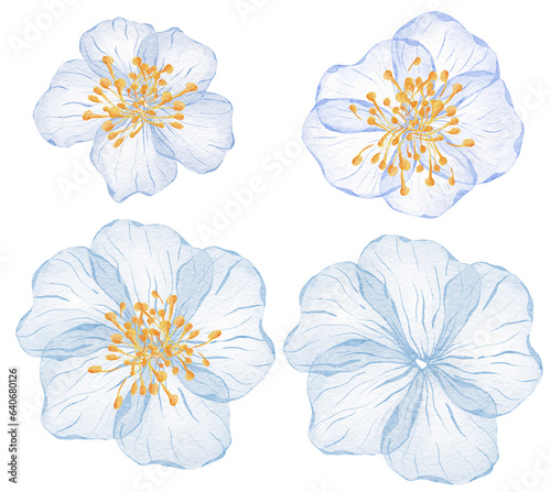 Watercolor Transparent floral set isolated on white collection of roses in pastel blue botanical illustration wedding design