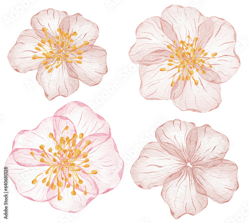 Watercolor Transparent floral set isolated on white collection of roses in pastel pink botanical illustration wedding design