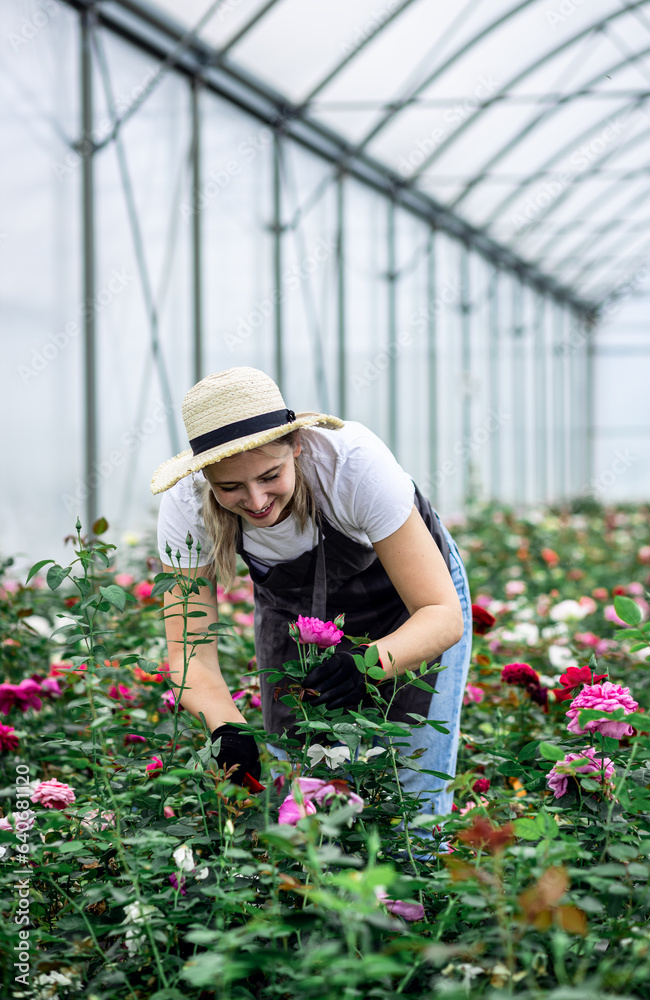 Female gardener in apron working with roses growing them in the greenhouse. Female gardener in apron working with roses growing them in the greenhouse.