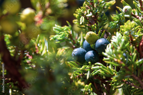 juniper berries a special spice from the wild nature