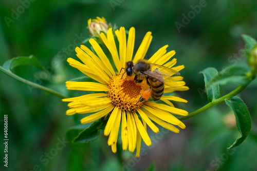 Abeille sur Fleur