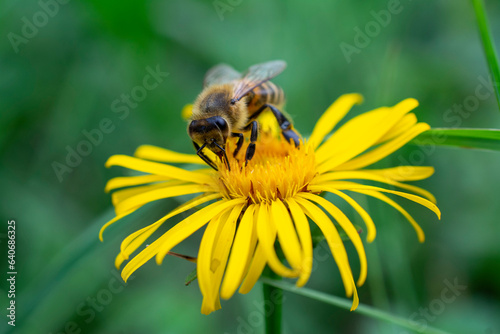 Abeille sur Fleur 2