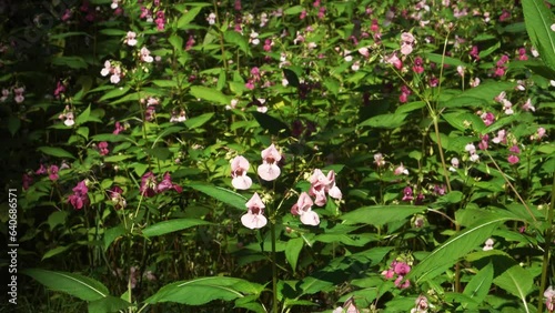 Plant invasion. Blooms the Himalayan balsam plant (Impatiens glandulifera). This is one of the invasive species that has been included since 2017 in the list of Invasive Alien Species in Europe. photo