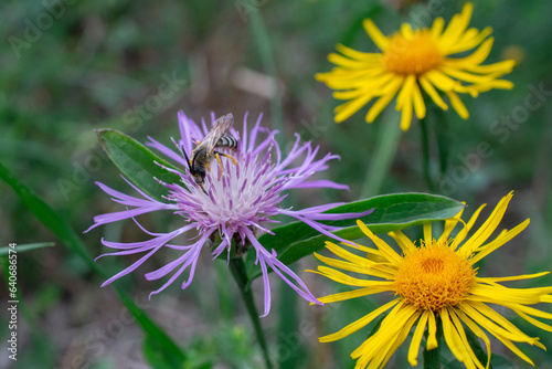 Insecte sur Fleur