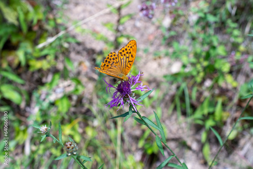 Papillon orange sur Fleur